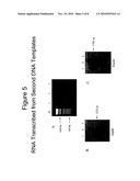 Terminus-Specific DNA Modification Using Random-Sequence Template Oligonucleotides diagram and image