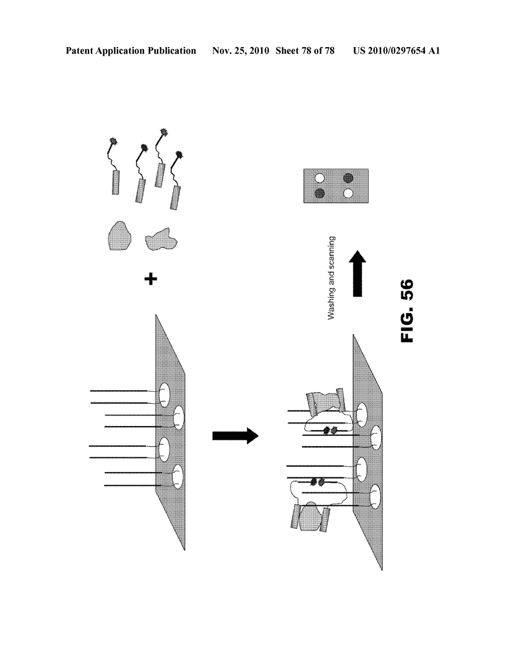 THREE-COMPONENT BIOSENSORS FOR DETECTING MACROMOLECULES AND OTHER ANALYTES - diagram, schematic, and image 79