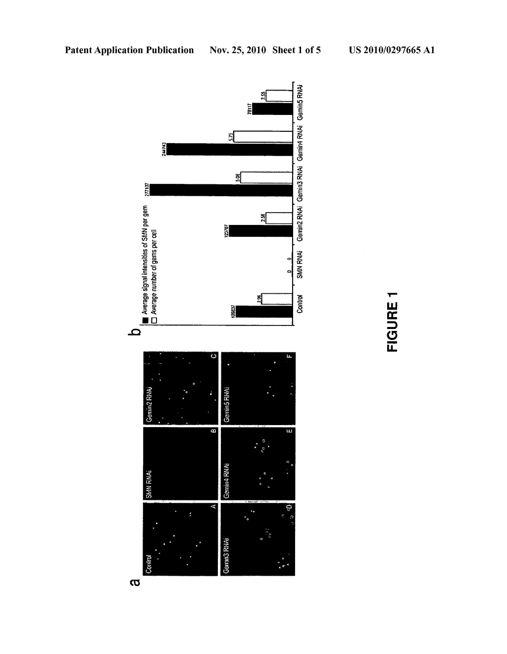 METHOD FOR TESTING AND SCREENING P38 MAP KINASE MODIFIERS - diagram, schematic, and image 02