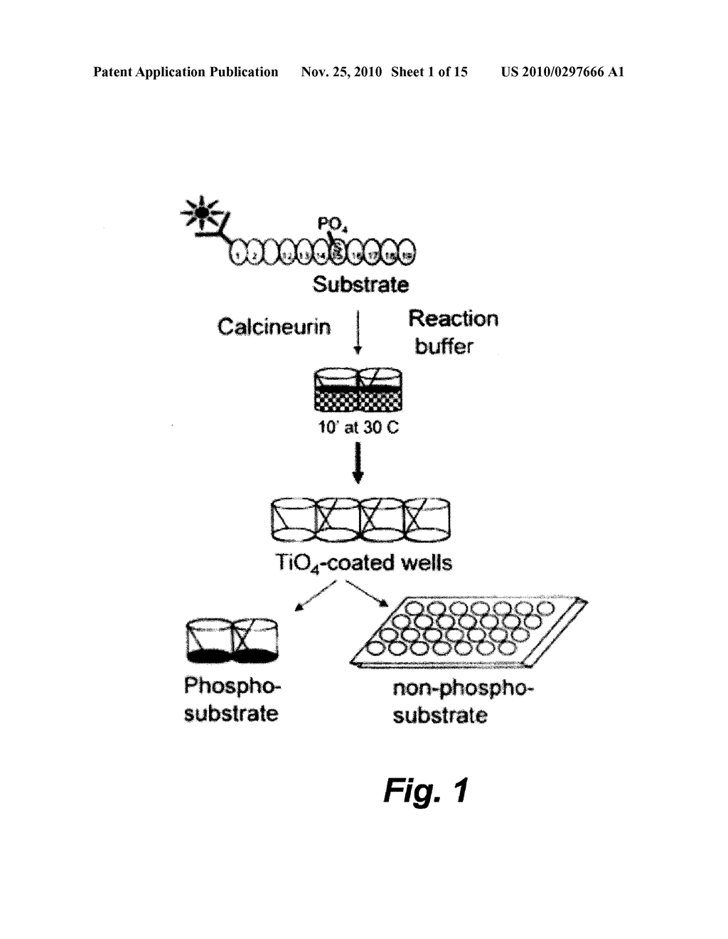 METHODS FOR DETERMINATION OF PROTEIN PHOSPHATASE ACTIVITY, AND USES IN PREDICTING THERAPEUTIC OUTCOMES - diagram, schematic, and image 02