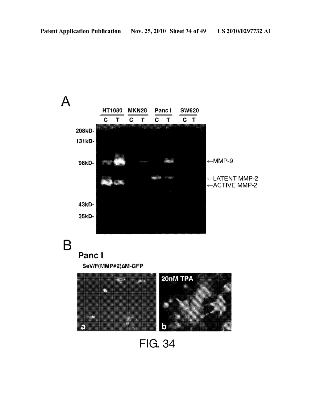 VECTORS WITH MODIFIED PROTEASE-DEPENDENT TROPISM - diagram, schematic, and image 35