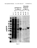 Fusion Tag Comprising an Affinity Tag and an EF-Hand Motif Containing Polypeptide and Methods of Use Thereof diagram and image