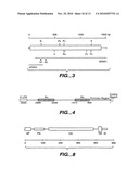 MN Gene and Protein diagram and image