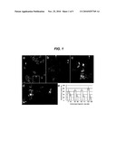 CENTROMERE SEQUENCES AND MINICHROMOSOMES diagram and image