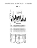 CENTROMERE SEQUENCES AND MINICHROMOSOMES diagram and image