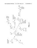 METHODS FOR ANALYSING PROTEIN SAMPLES BASED ON THE IDENTIFICATION OF C-TERMINAL PEPTIDES diagram and image