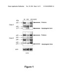 COMPOUNDS FOR PREVENTING OR TREATING A VIRAL INFECTION diagram and image