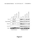 COMPOUNDS FOR PREVENTING OR TREATING A VIRAL INFECTION diagram and image