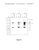 COMPOUNDS FOR PREVENTING OR TREATING A VIRAL INFECTION diagram and image