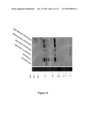 COMPOUNDS FOR PREVENTING OR TREATING A VIRAL INFECTION diagram and image
