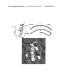 Modified Insulin Polypeptides and Their Uses diagram and image