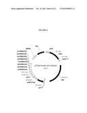 Modified Insulin Polypeptides and Their Uses diagram and image