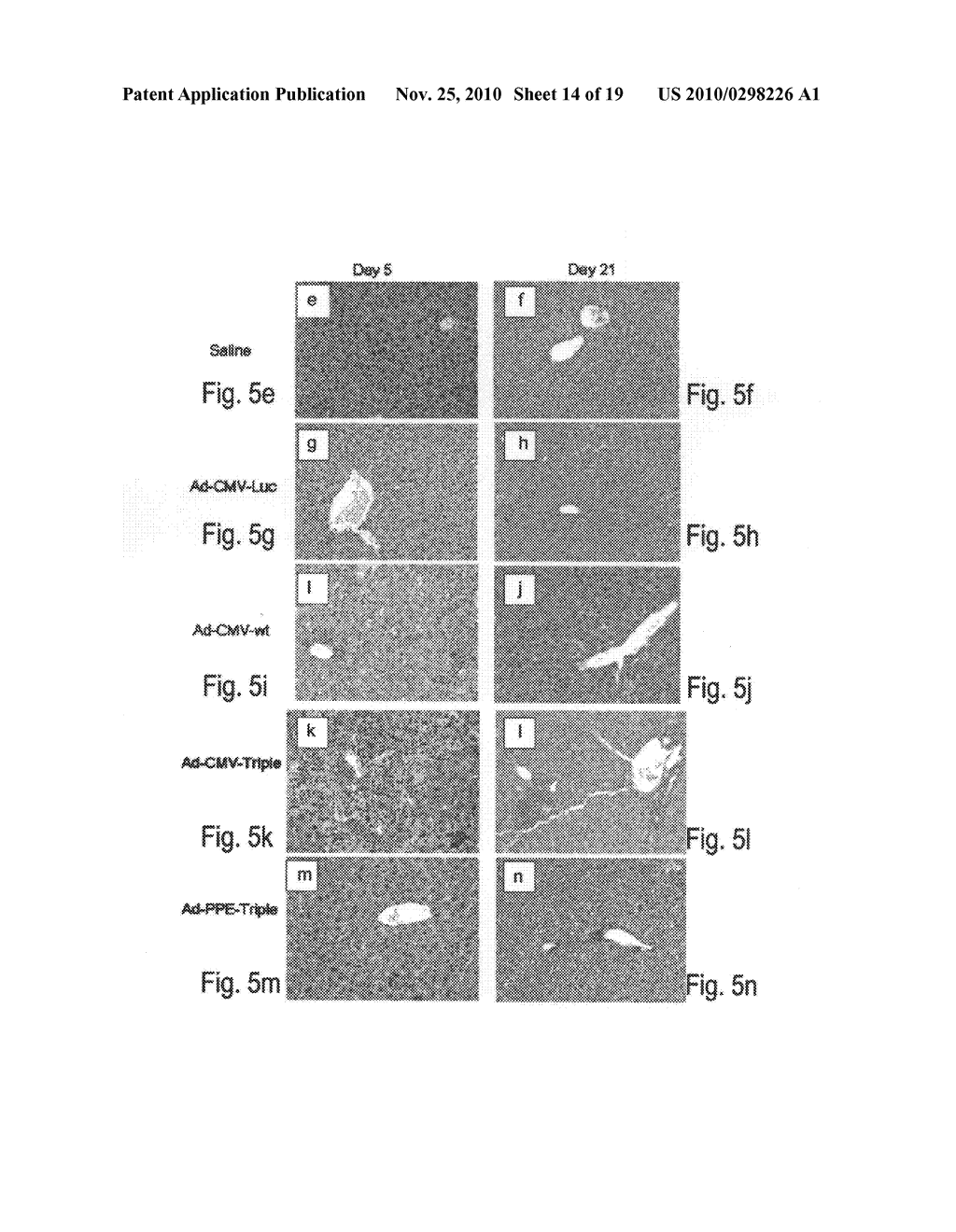 POLYPEPTIDES AND POLYNUCLEOTIDES ENCODING SAME AND USE THEREOF IN THE TREATMENT OF MEDICAL CONDITIONS ASSOCIATED WITH ISCHEMIA - diagram, schematic, and image 15