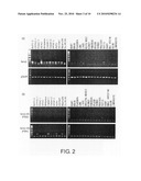 Cancer therapeutic agents comprising a ligand for the neuromedin u receptor 2 (fm4) molecule as an active ingredient diagram and image