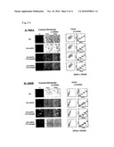 LIPID-MODIFIED DOUBLE-STRANDED RNA HAVING POTENT RNA INTERFERENCE EFFECT diagram and image