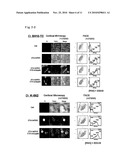 LIPID-MODIFIED DOUBLE-STRANDED RNA HAVING POTENT RNA INTERFERENCE EFFECT diagram and image