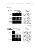 LIPID-MODIFIED DOUBLE-STRANDED RNA HAVING POTENT RNA INTERFERENCE EFFECT diagram and image