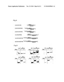 LIPID-MODIFIED DOUBLE-STRANDED RNA HAVING POTENT RNA INTERFERENCE EFFECT diagram and image