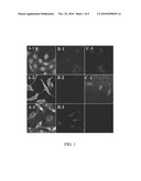 Compositions and Methods for Intracellular Delivery diagram and image