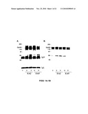 EphA2 AGONISTIC MONOCLONAL ANTIBODIES AND METHODS OF USE THEREOF diagram and image