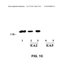 EphA2 AGONISTIC MONOCLONAL ANTIBODIES AND METHODS OF USE THEREOF diagram and image