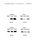 EphA2 AGONISTIC MONOCLONAL ANTIBODIES AND METHODS OF USE THEREOF diagram and image