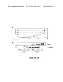 EphA2 AGONISTIC MONOCLONAL ANTIBODIES AND METHODS OF USE THEREOF diagram and image