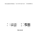 EphA2 AGONISTIC MONOCLONAL ANTIBODIES AND METHODS OF USE THEREOF diagram and image