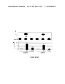 EphA2 AGONISTIC MONOCLONAL ANTIBODIES AND METHODS OF USE THEREOF diagram and image