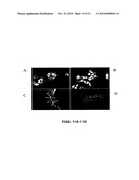 EphA2 AGONISTIC MONOCLONAL ANTIBODIES AND METHODS OF USE THEREOF diagram and image