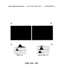 EphA2 AGONISTIC MONOCLONAL ANTIBODIES AND METHODS OF USE THEREOF diagram and image