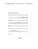 EphA2 AGONISTIC MONOCLONAL ANTIBODIES AND METHODS OF USE THEREOF diagram and image