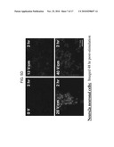 METHOD AND DEVICES FOR IMPROVED EFFICIENCY OF RNA DELIVERY TO CELLS diagram and image