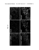 METHOD AND DEVICES FOR IMPROVED EFFICIENCY OF RNA DELIVERY TO CELLS diagram and image