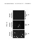 METHOD AND DEVICES FOR IMPROVED EFFICIENCY OF RNA DELIVERY TO CELLS diagram and image