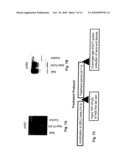 NOVEL PEPTIDE INVOLVED IN ENERGY HOMEOSTASIS diagram and image