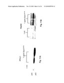 NOVEL PEPTIDE INVOLVED IN ENERGY HOMEOSTASIS diagram and image