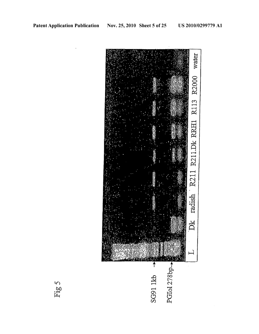 METHOD OF PRODUCING DOUBLE LOW RESTORER LINES OF BRASSICA NAPUS HAVING A GOOD AGRONOMIC VALUE - diagram, schematic, and image 06