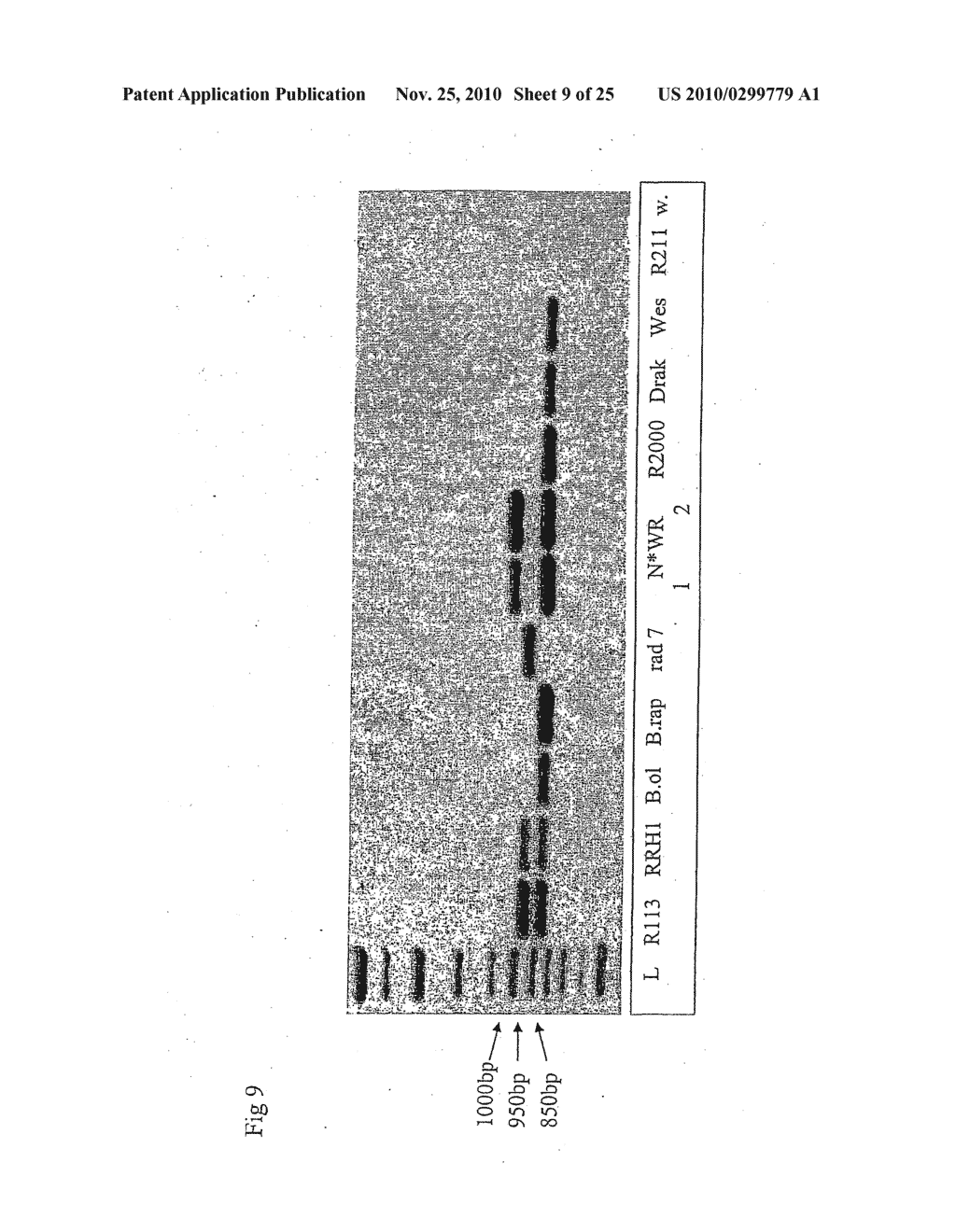 METHOD OF PRODUCING DOUBLE LOW RESTORER LINES OF BRASSICA NAPUS HAVING A GOOD AGRONOMIC VALUE - diagram, schematic, and image 10