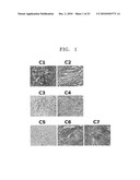 TSP-1, TSP-2, IL-17BR AND HB-EGF ASSOCIATED WITH STEM CELL ACTIVITY AND USE THEREOF diagram and image