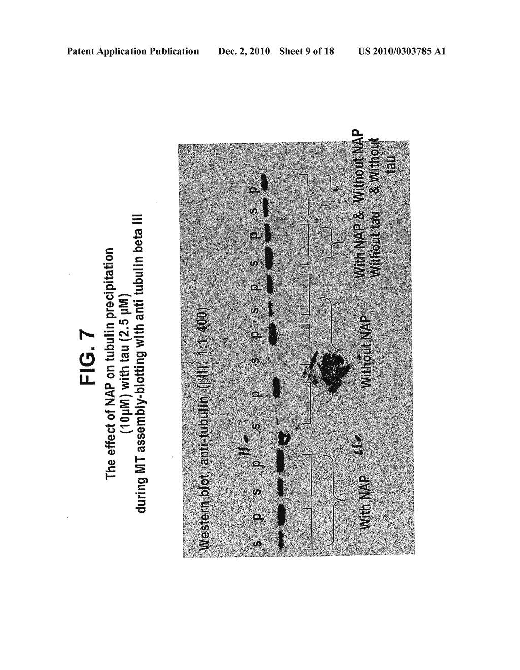 NOVEL THERAPEUTICS BASED ON TAU/MICROTUBULE DYNAMICS - diagram, schematic, and image 10