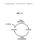 NOVEL THERAPEUTICS BASED ON TAU/MICROTUBULE DYNAMICS diagram and image