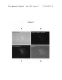 Use of p97 As An Enzyme Delivery System For The Delivery of Therapeutic Lysosomal Enzymes diagram and image