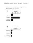 Recombinant multiple domain fusion protein mitogens and use thereof for inducing enhancement or repression of antigen-specific immunity. diagram and image