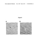 Antibodies Against a Cancer-Associated Epitope of Variant HNRNPG and Uses Thereof diagram and image