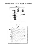 Antibodies Against a Cancer-Associated Epitope of Variant HNRNPG and Uses Thereof diagram and image