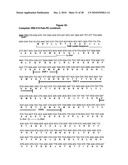 Antibodies Against a Cancer-Associated Epitope of Variant HNRNPG and Uses Thereof diagram and image