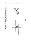 ANTIBODIES AGAINST HUMAN MELANOMA-ASSOCIATED CHONDROITIN SULPHATE PROTEOGLYCAN (MCSP) diagram and image