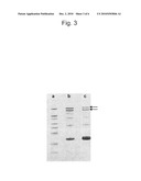 Immunostimulatory Nucleic Acid Packaged Particles for the Treatment of Hypersensitivity diagram and image