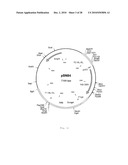 INTERGENIC REGIONS AS INSERTION SITES IN THE GENOME OF MODIFIED VACCINIA VIRUS ANKARA (MVA) diagram and image